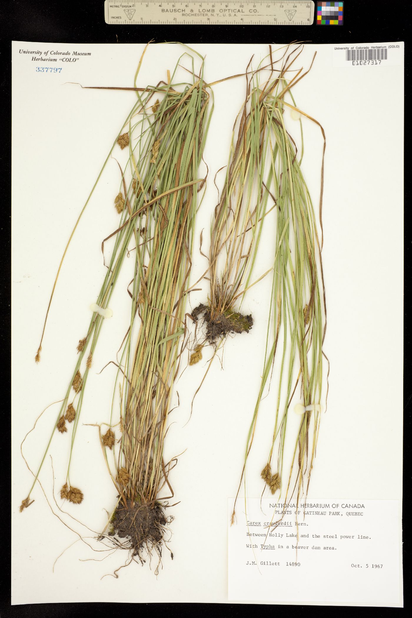 Carex crawfordii image