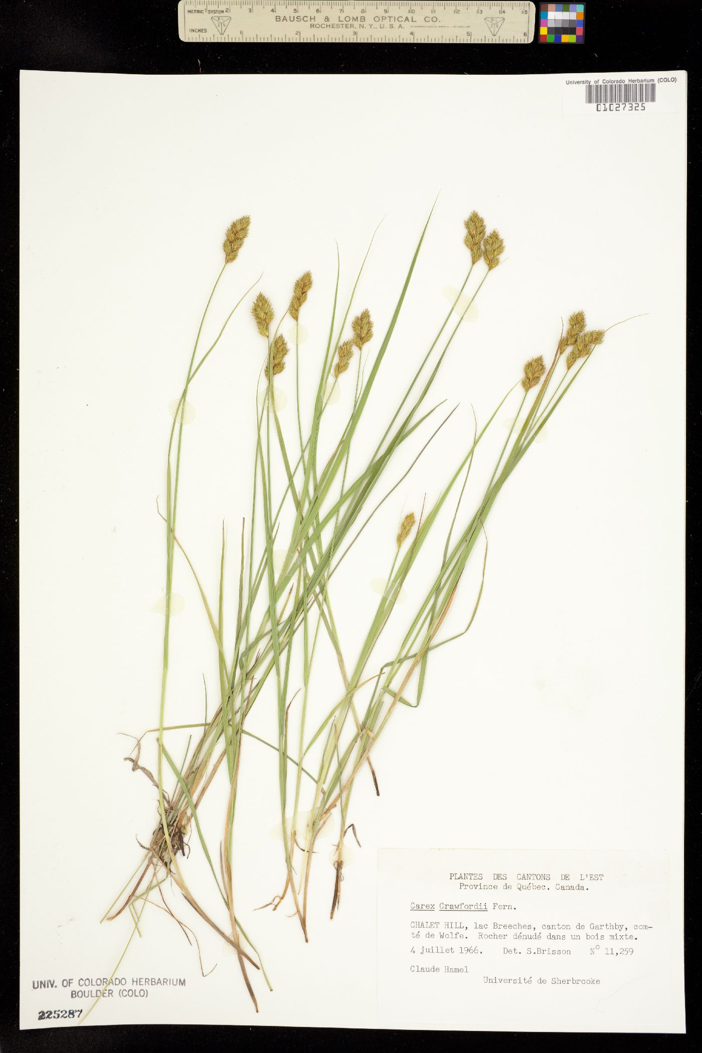 Carex crawfordii image