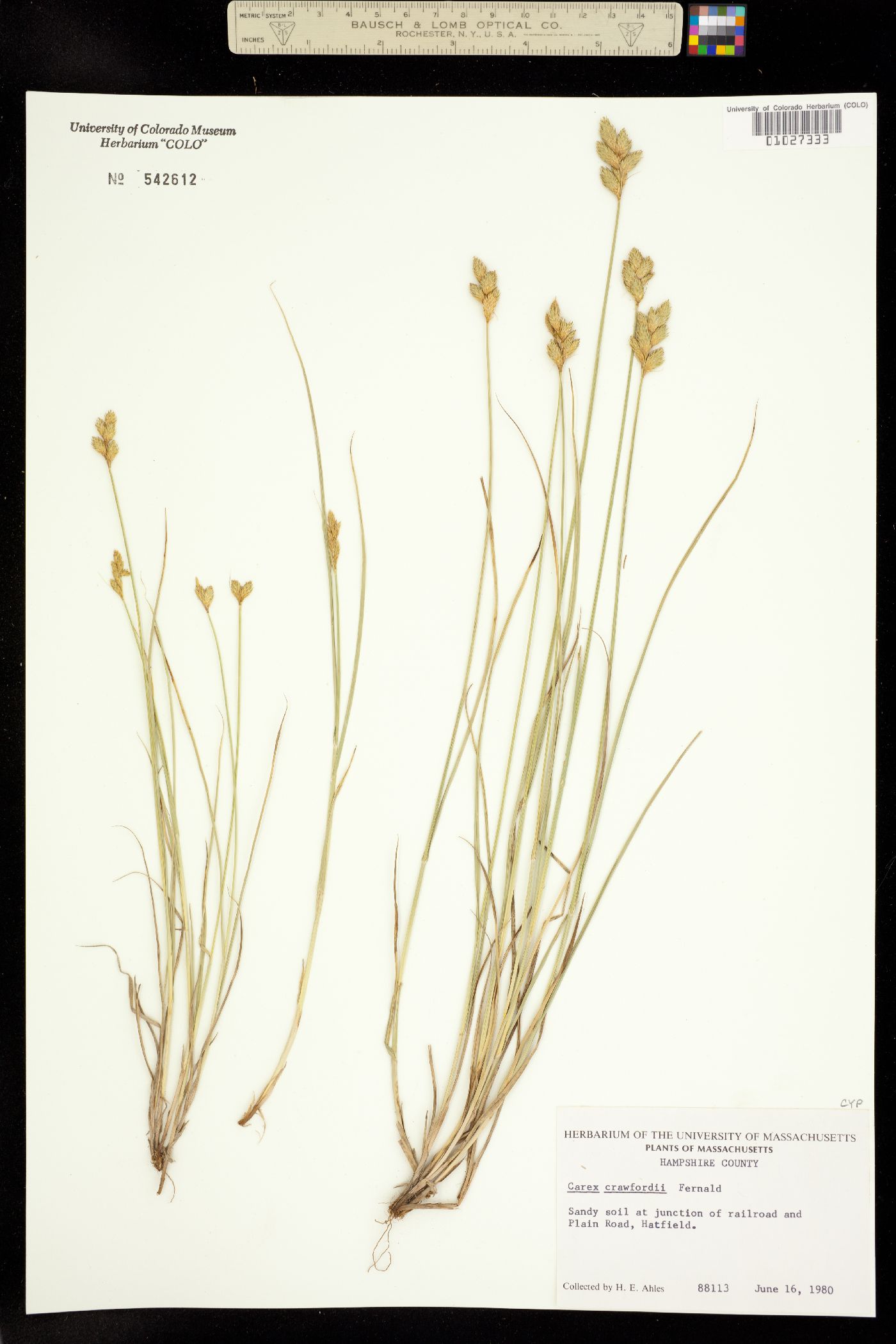 Carex crawfordii image