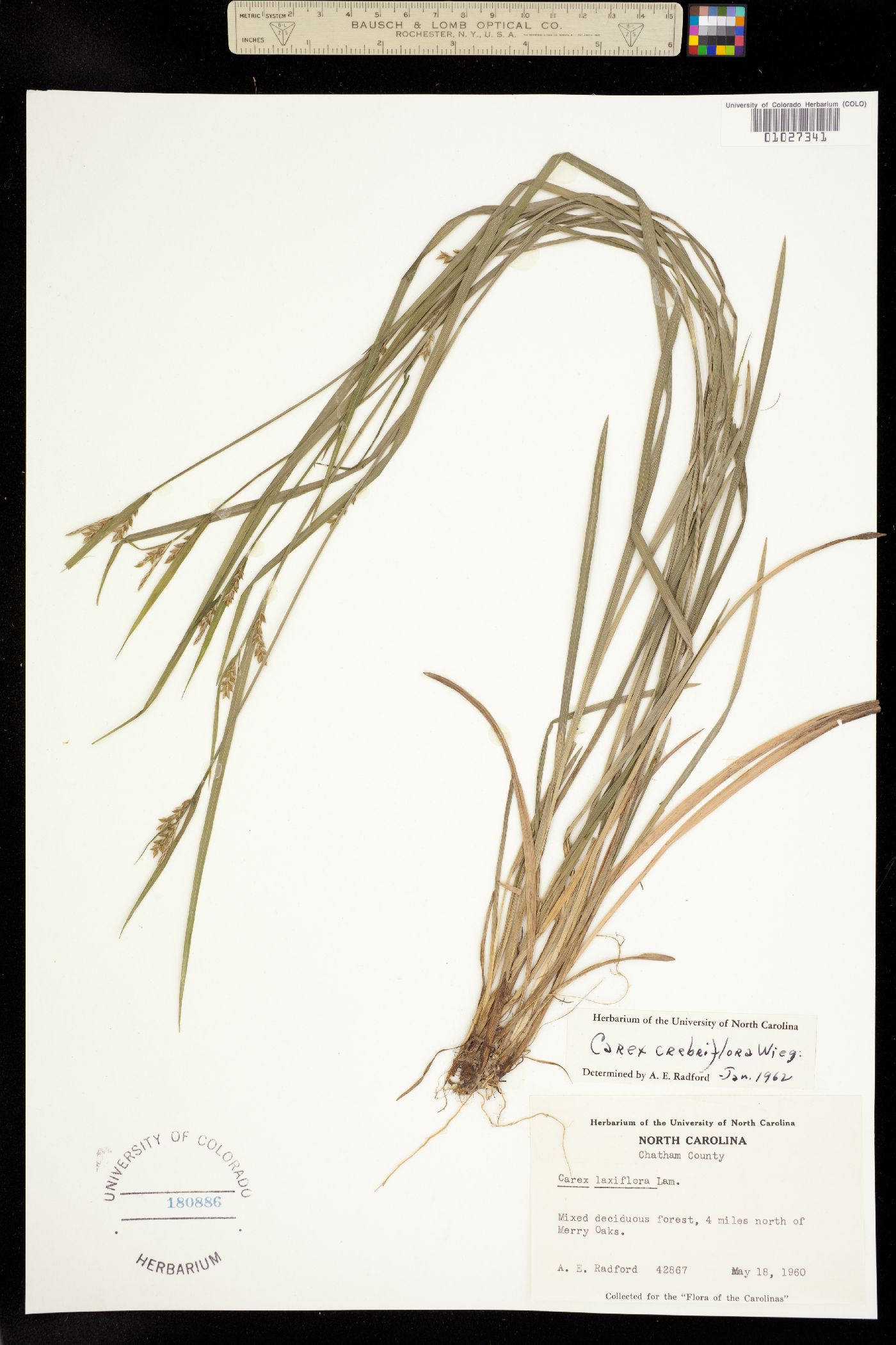 Carex crebriflora image