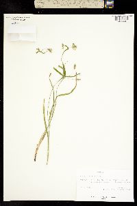 Image of Carex crebriflora