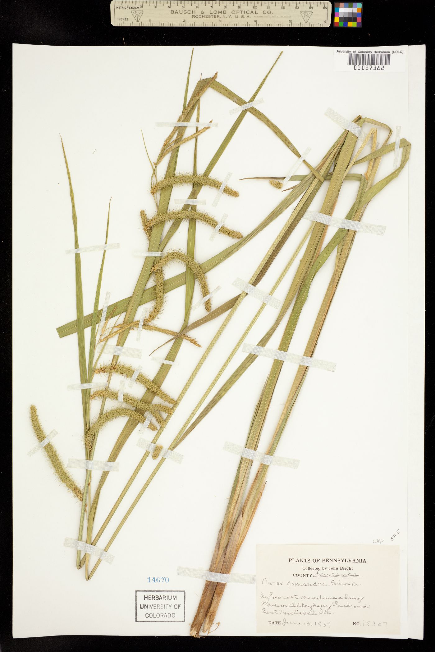 Carex crinita image
