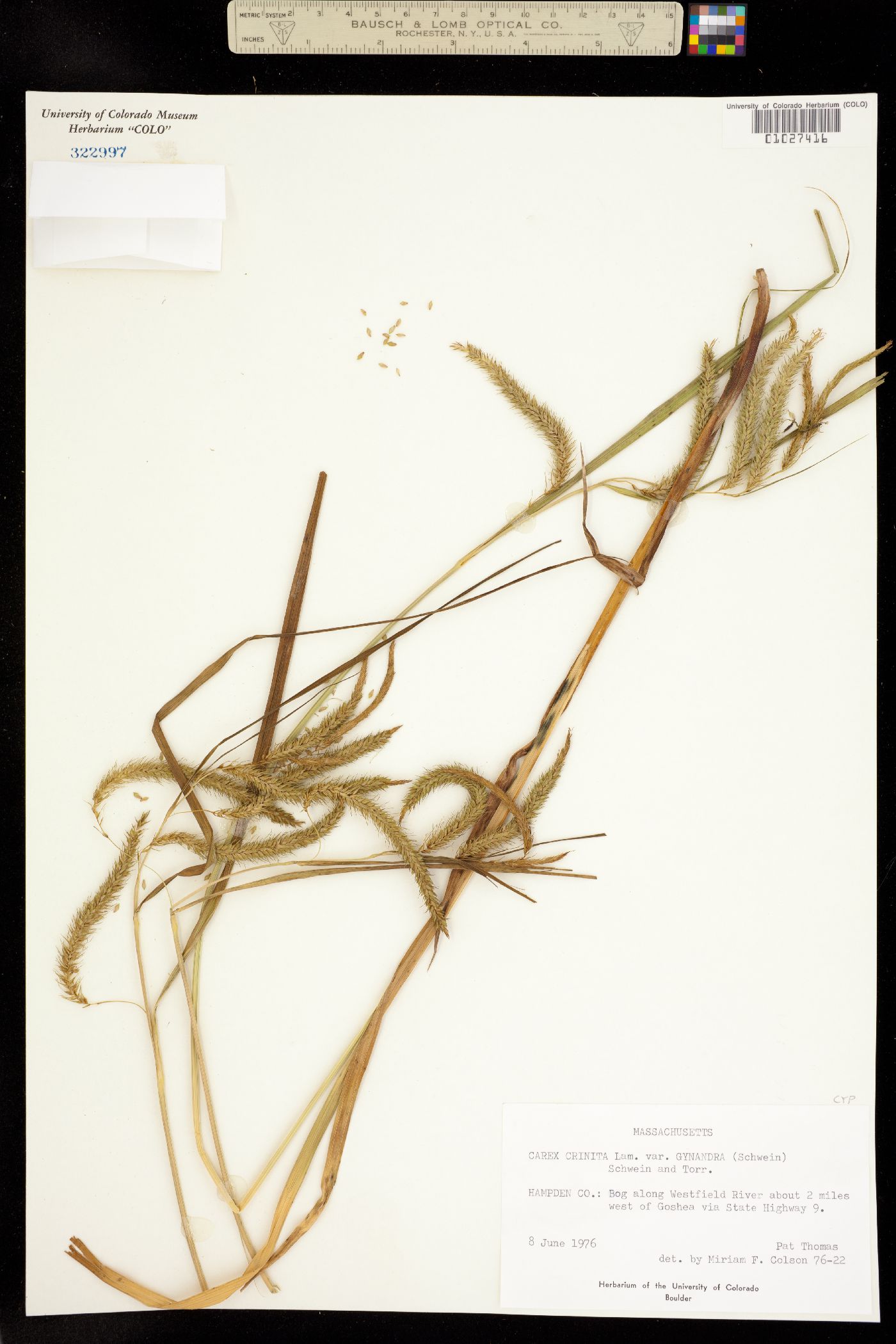 Carex crinita image