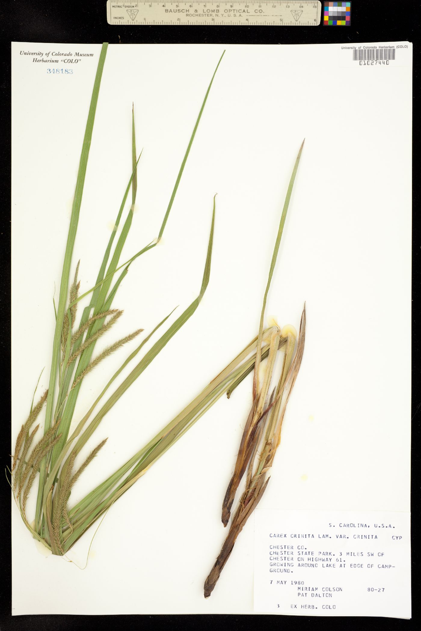 Carex crinita image