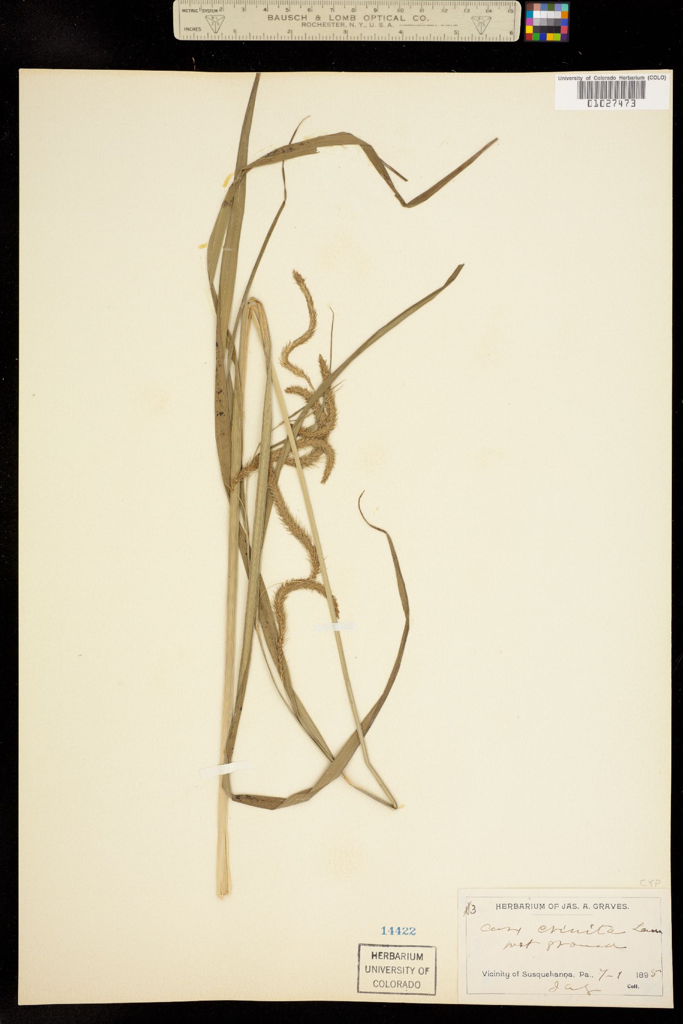 Carex crinita image