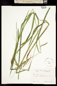 Image of Carex crinita