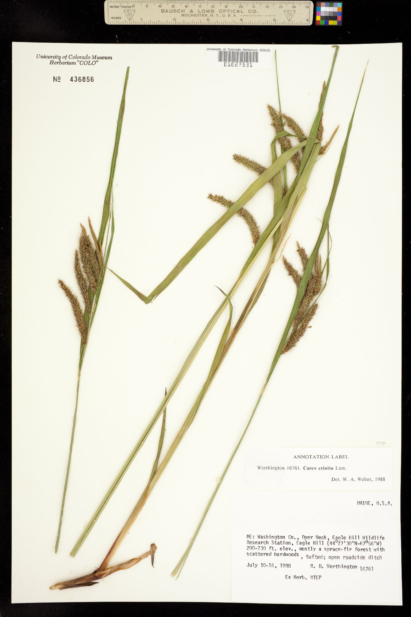 Carex crinita image
