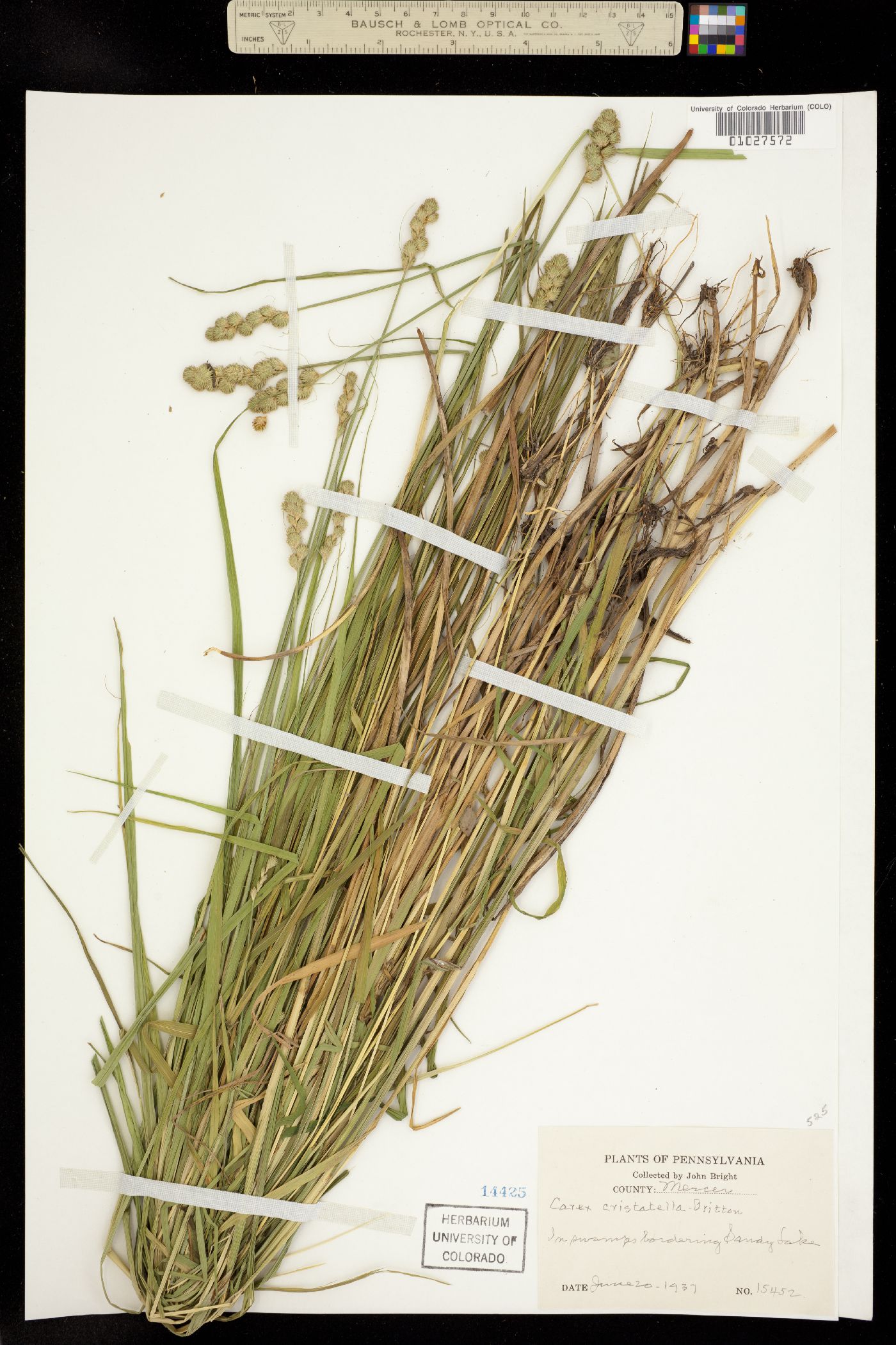 Carex cristatella image