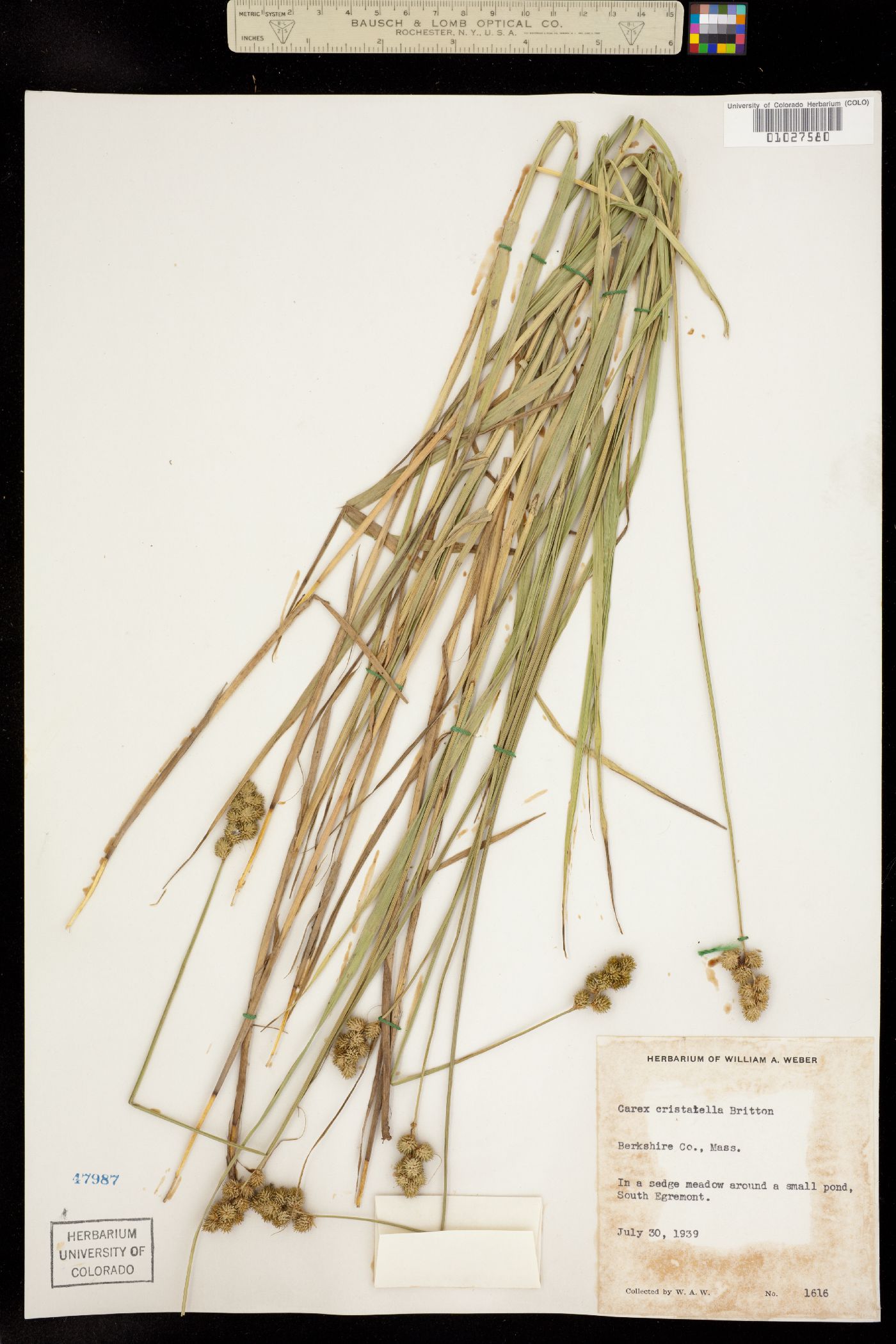 Carex cristatella image