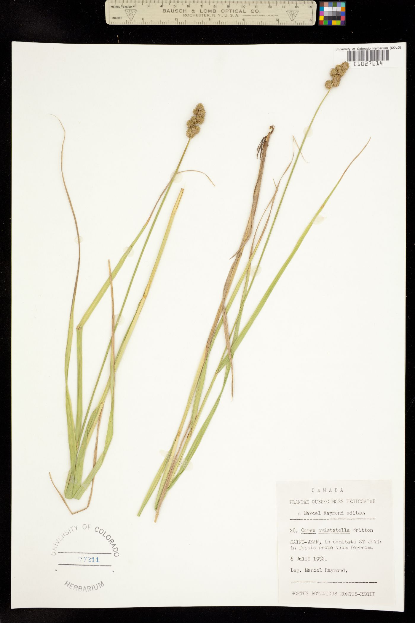 Carex cristatella image