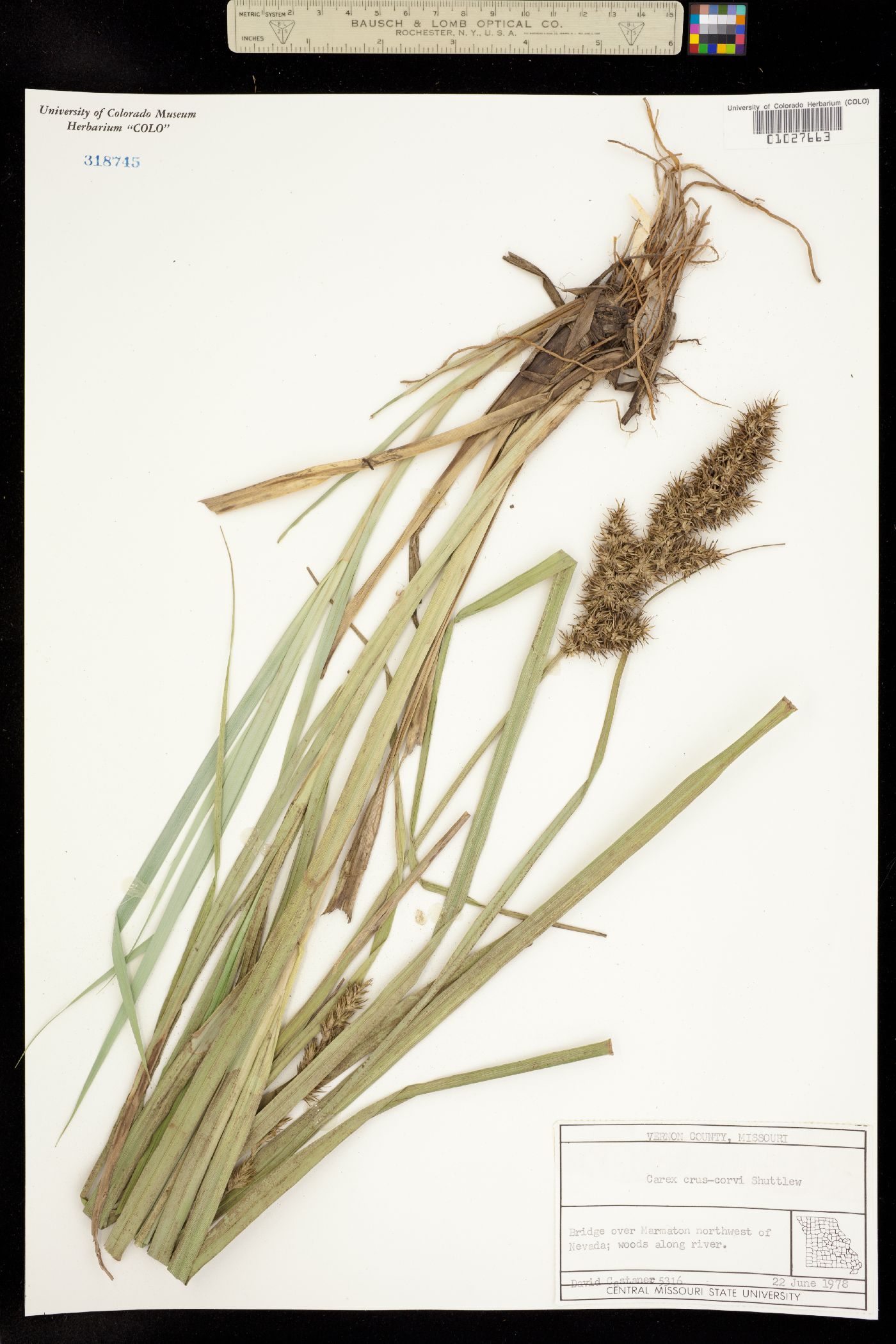 Carex crus-corvi image