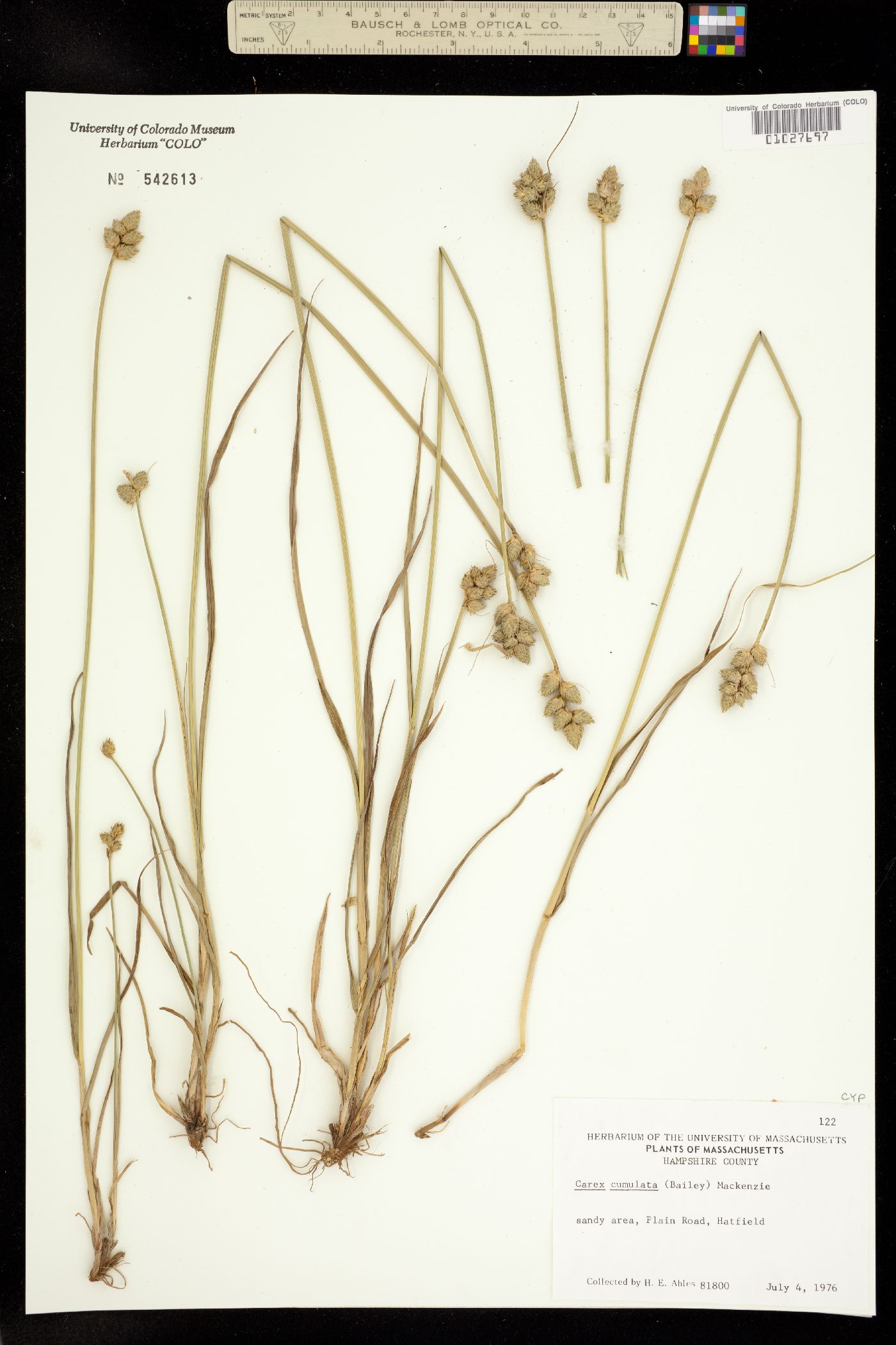 Carex cumulata image