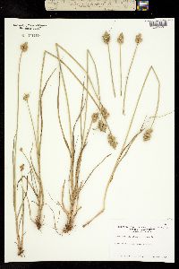 Image of Carex cumulata