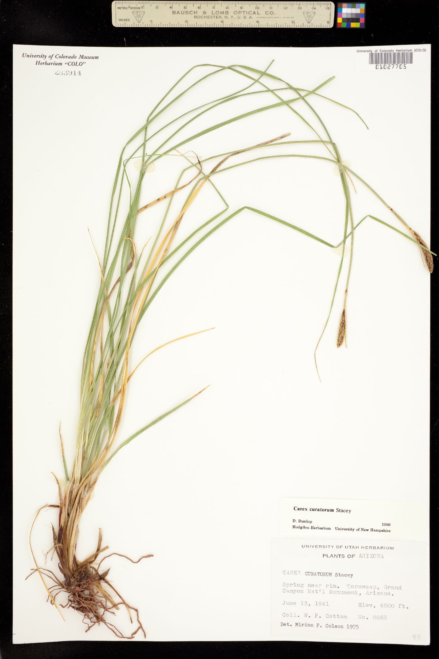 Carex curatorum image