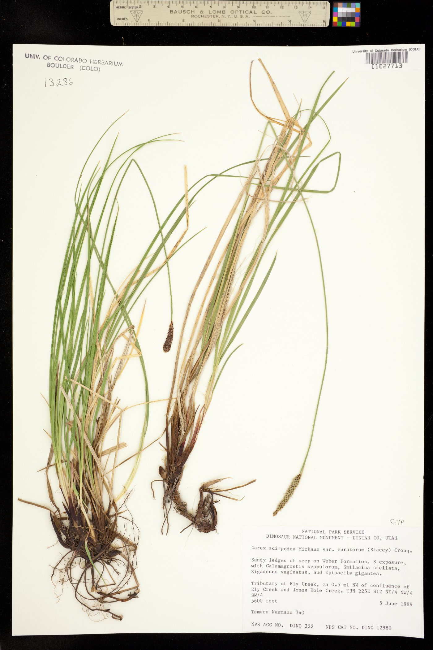 Carex curatorum image