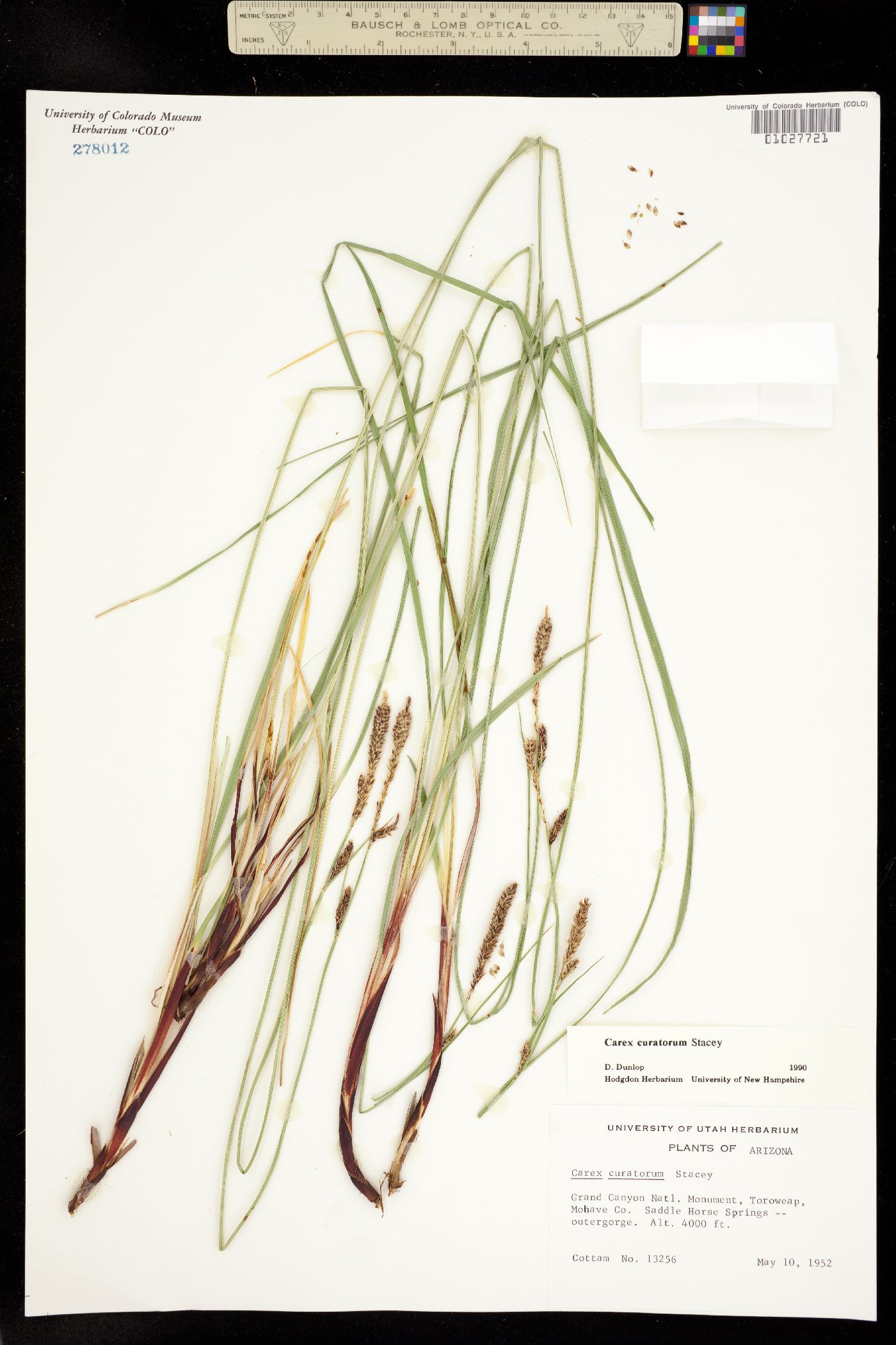 Carex curatorum image