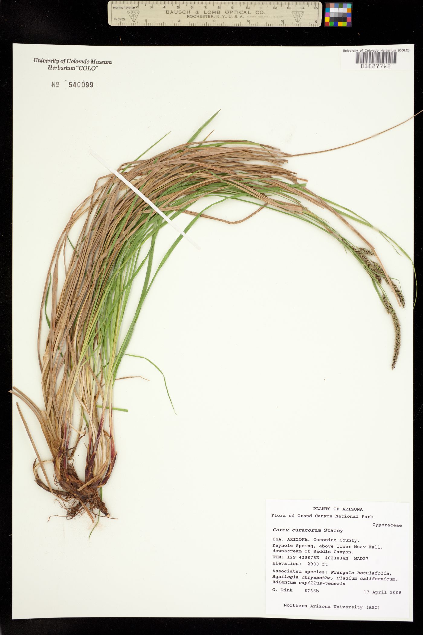 Carex curatorum image