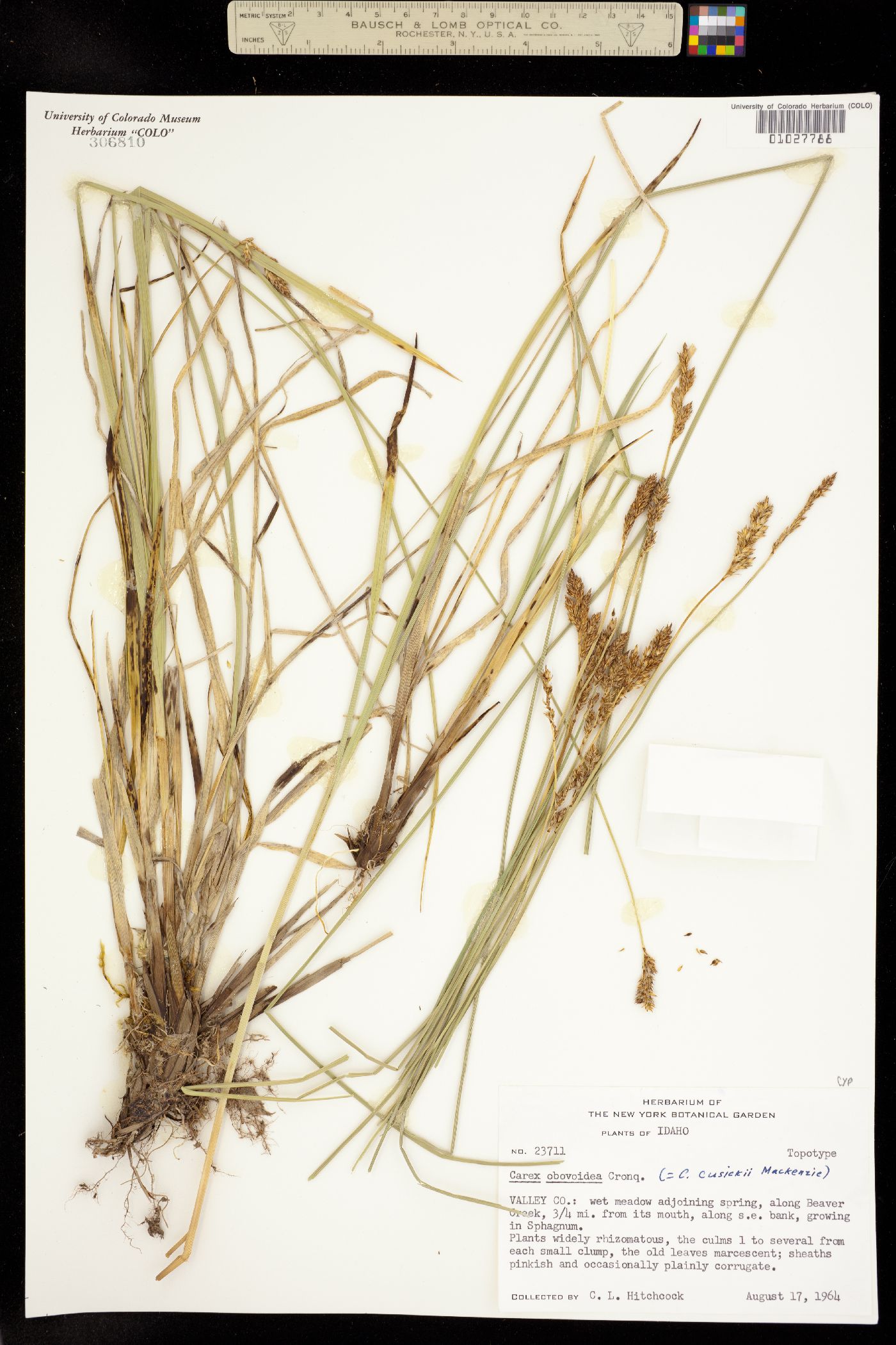 Carex cusickii image