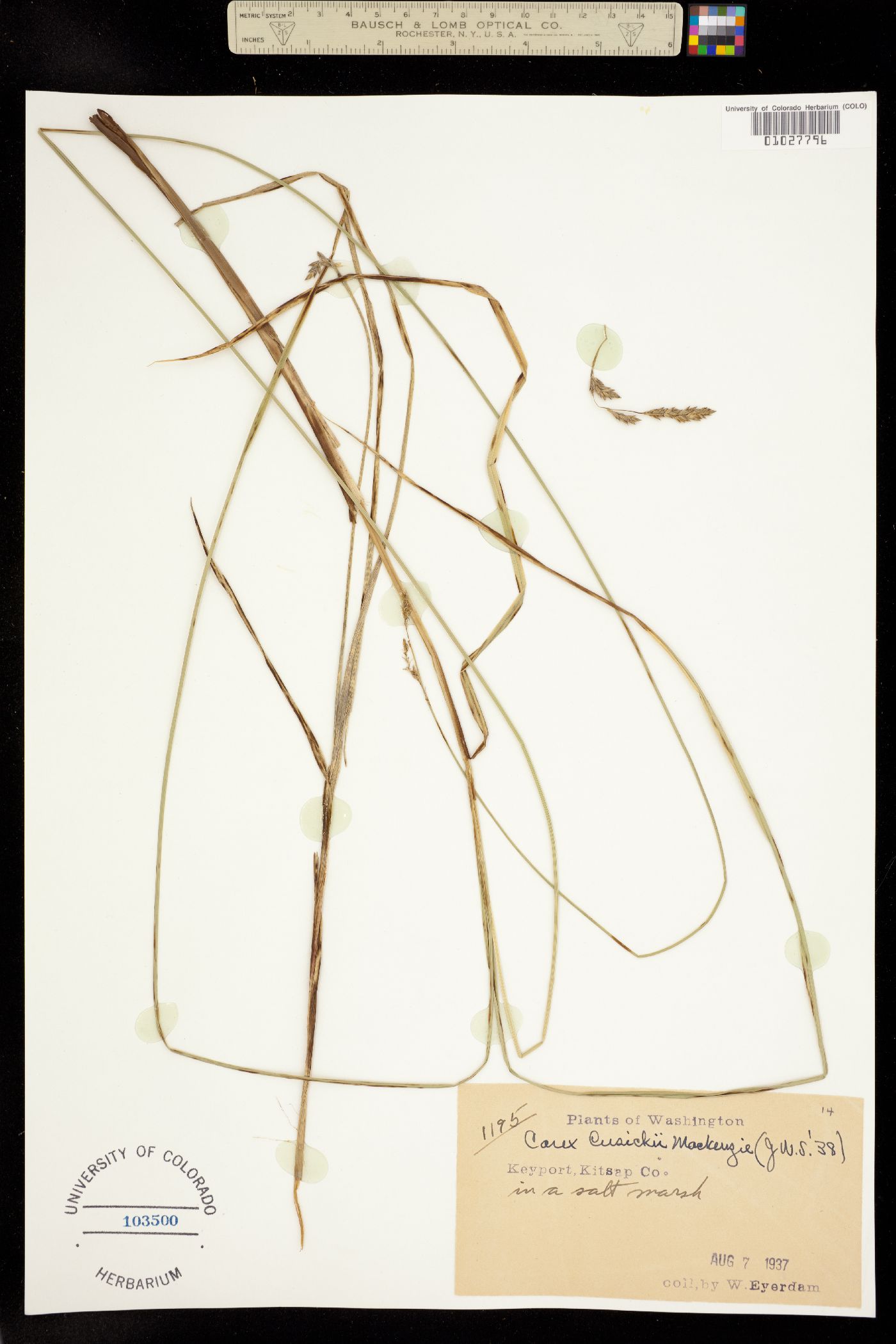 Carex cusickii image