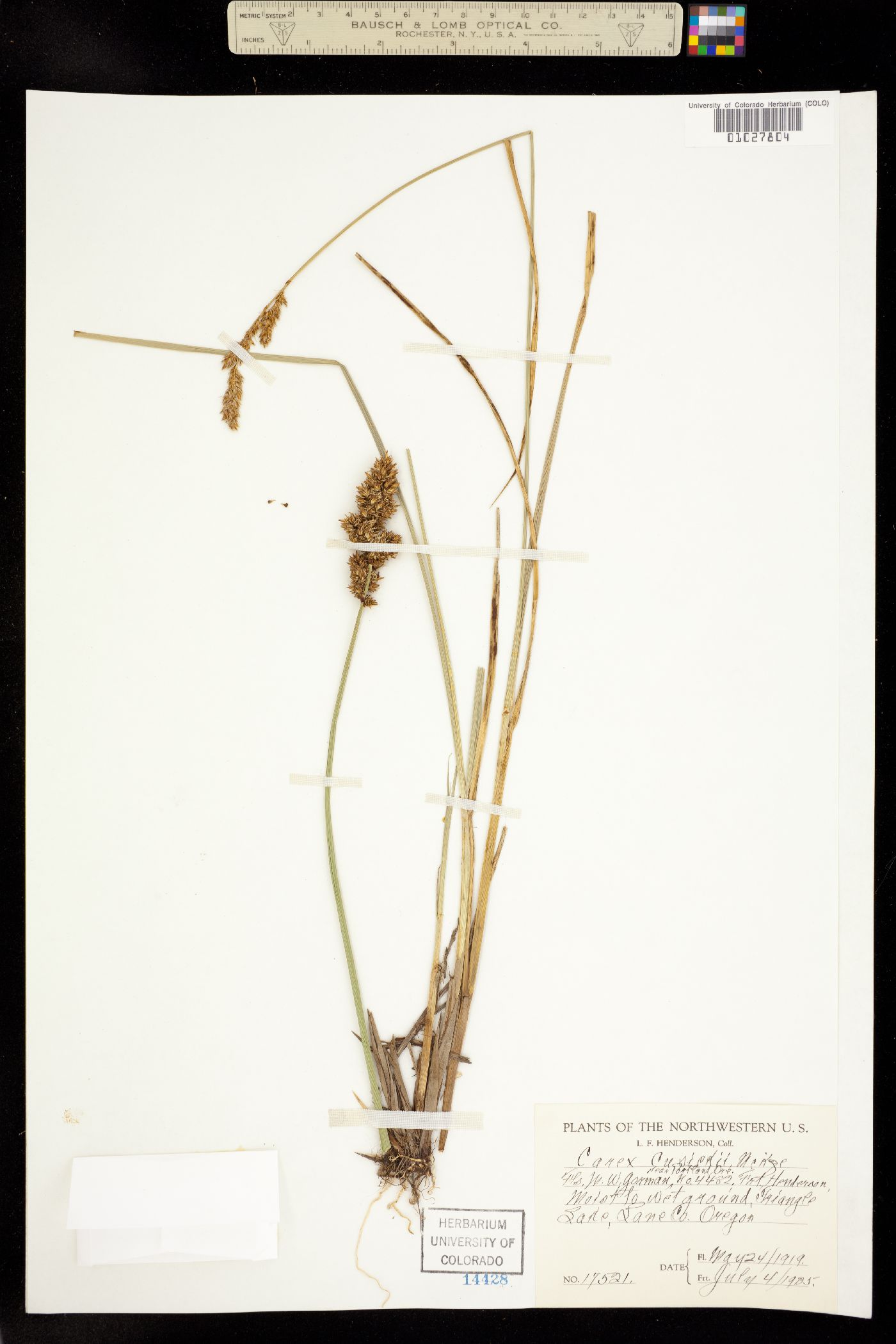 Carex cusickii image