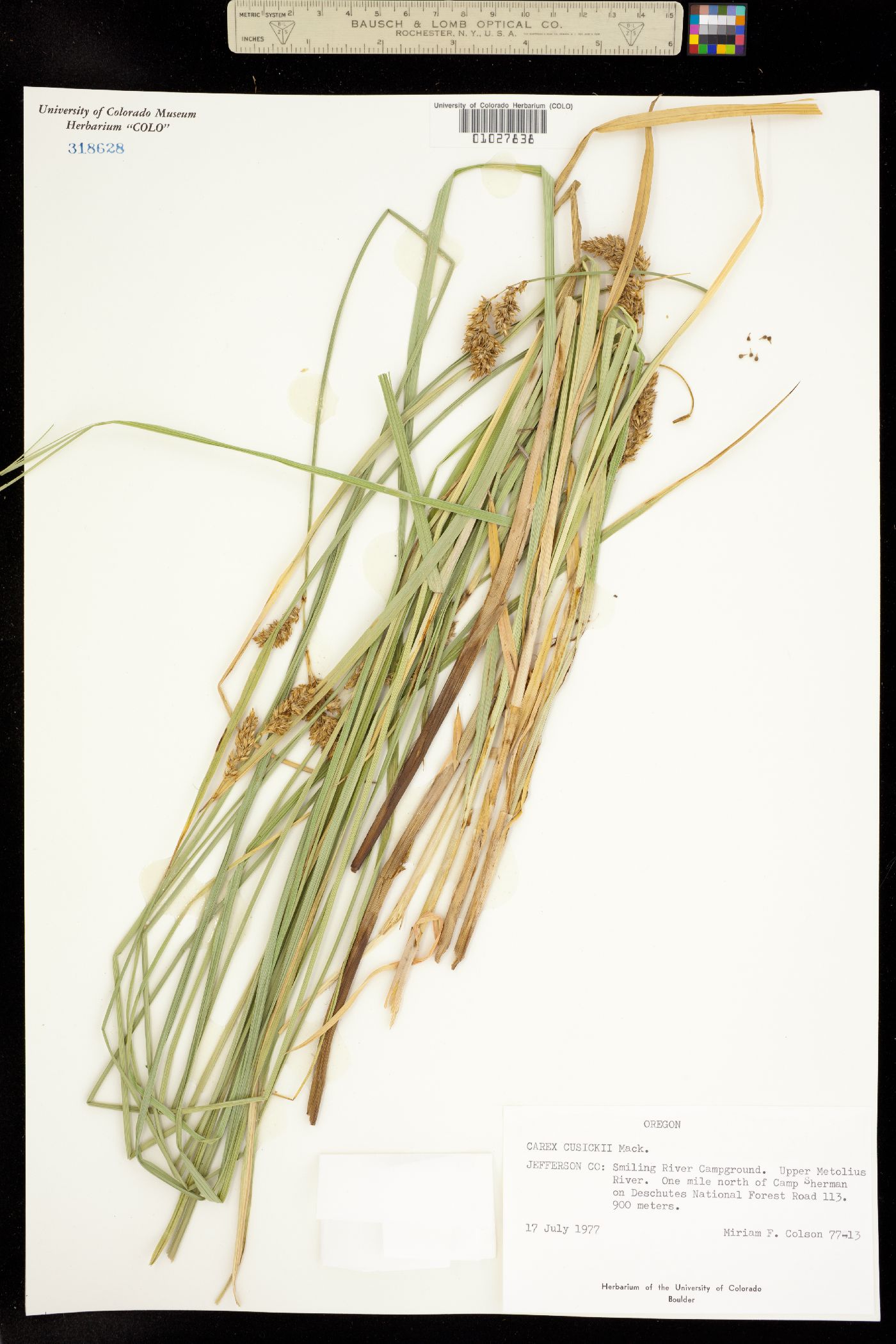 Carex cusickii image