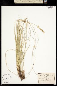 Carex coulteri image