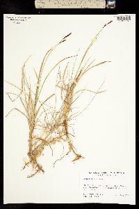 Carex consimilis image