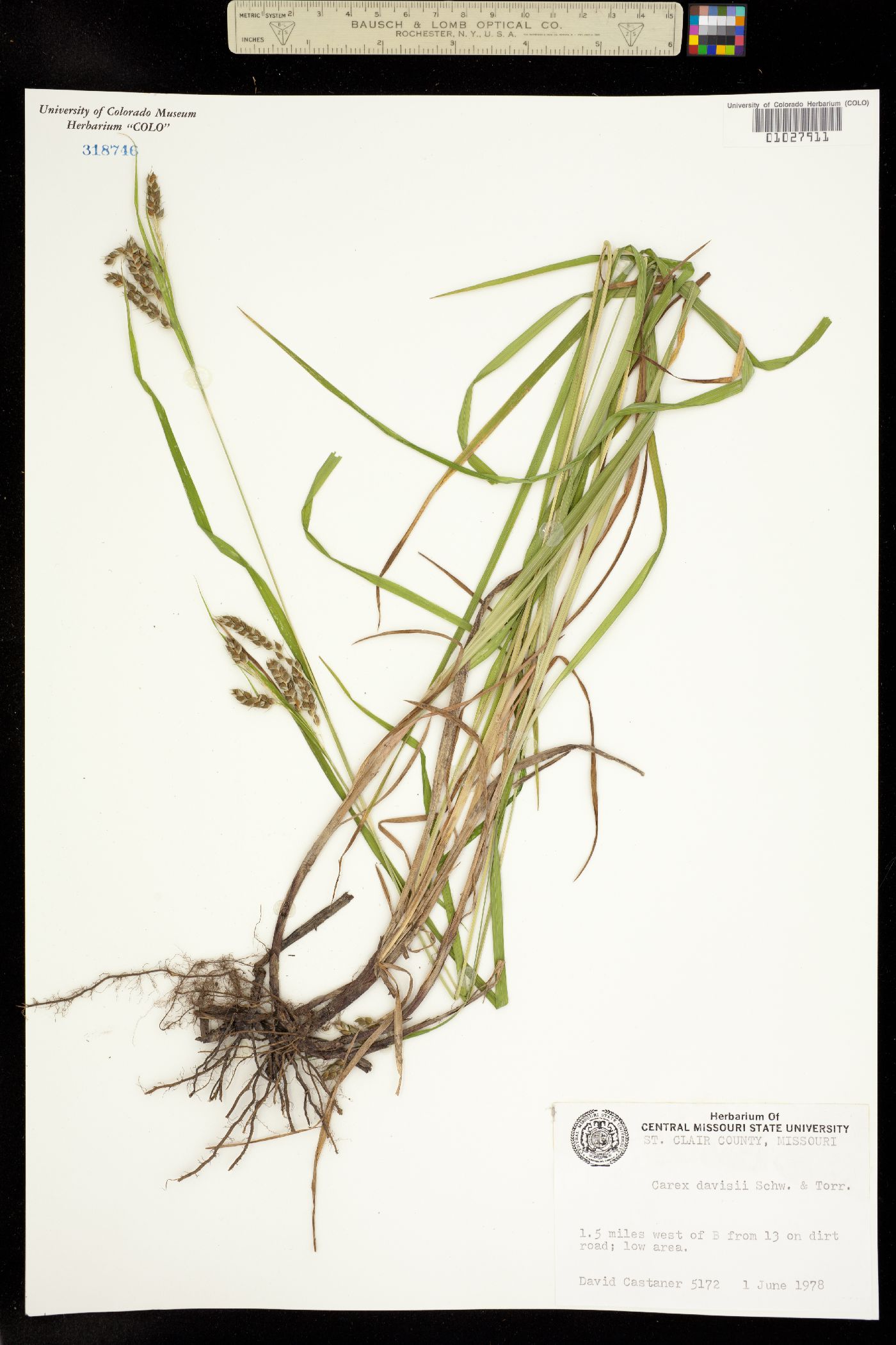 Carex davisii image