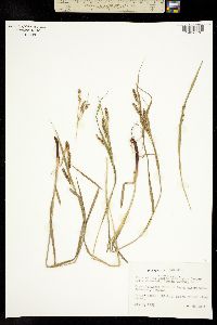Image of Carex davisii