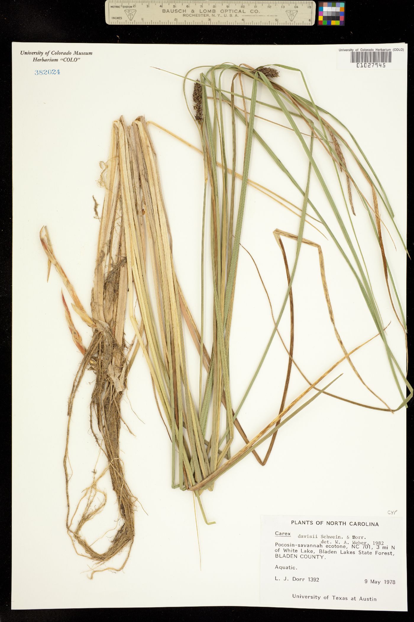 Carex davisii image