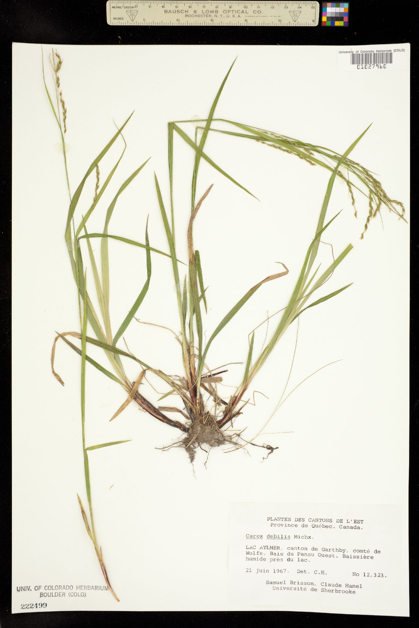 Carex debilis image