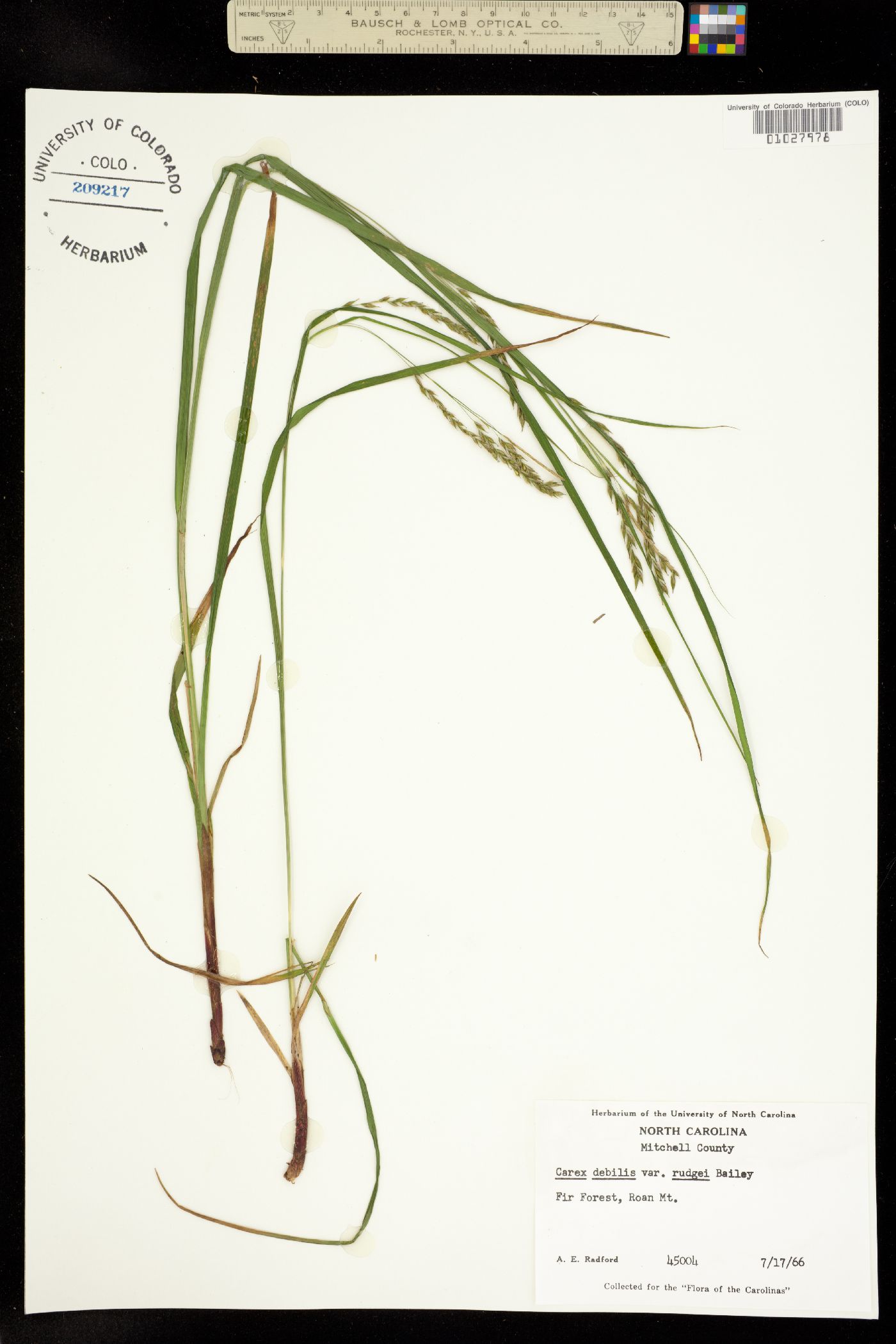 Carex debilis image