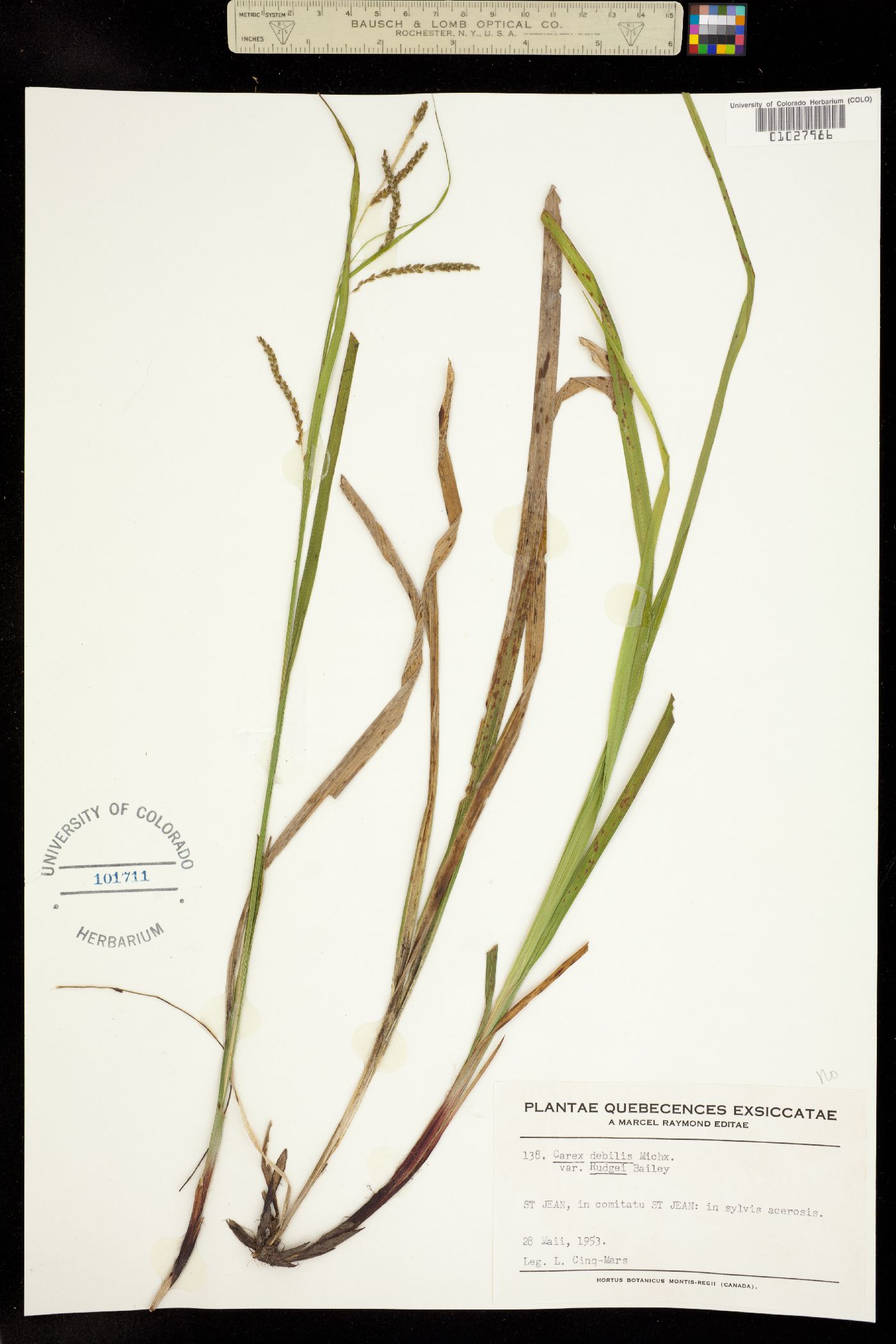Carex debilis image