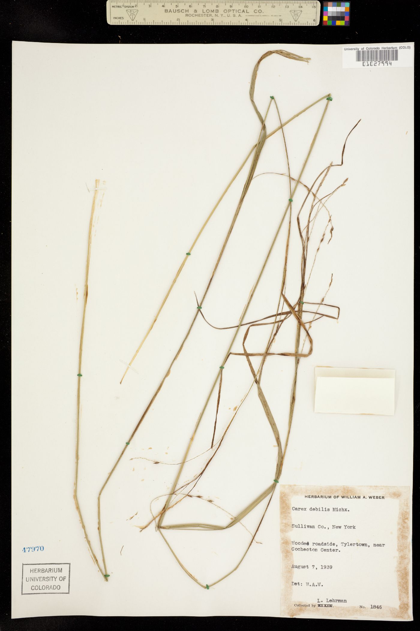 Carex debilis image