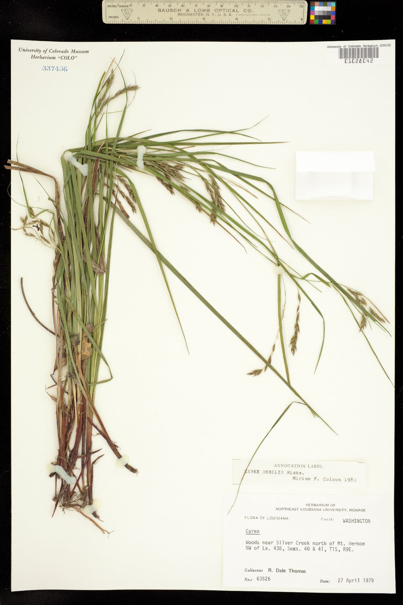 Carex debilis image