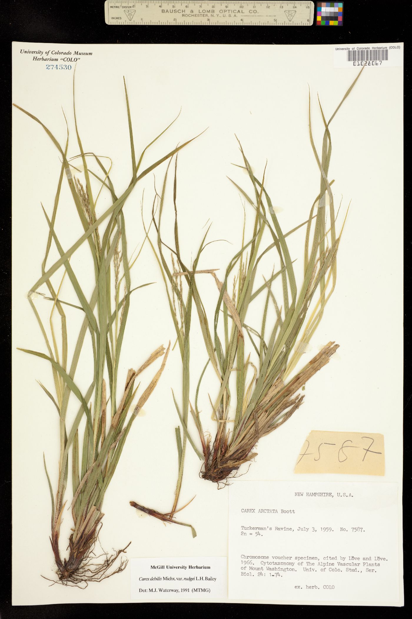 Carex debilis image