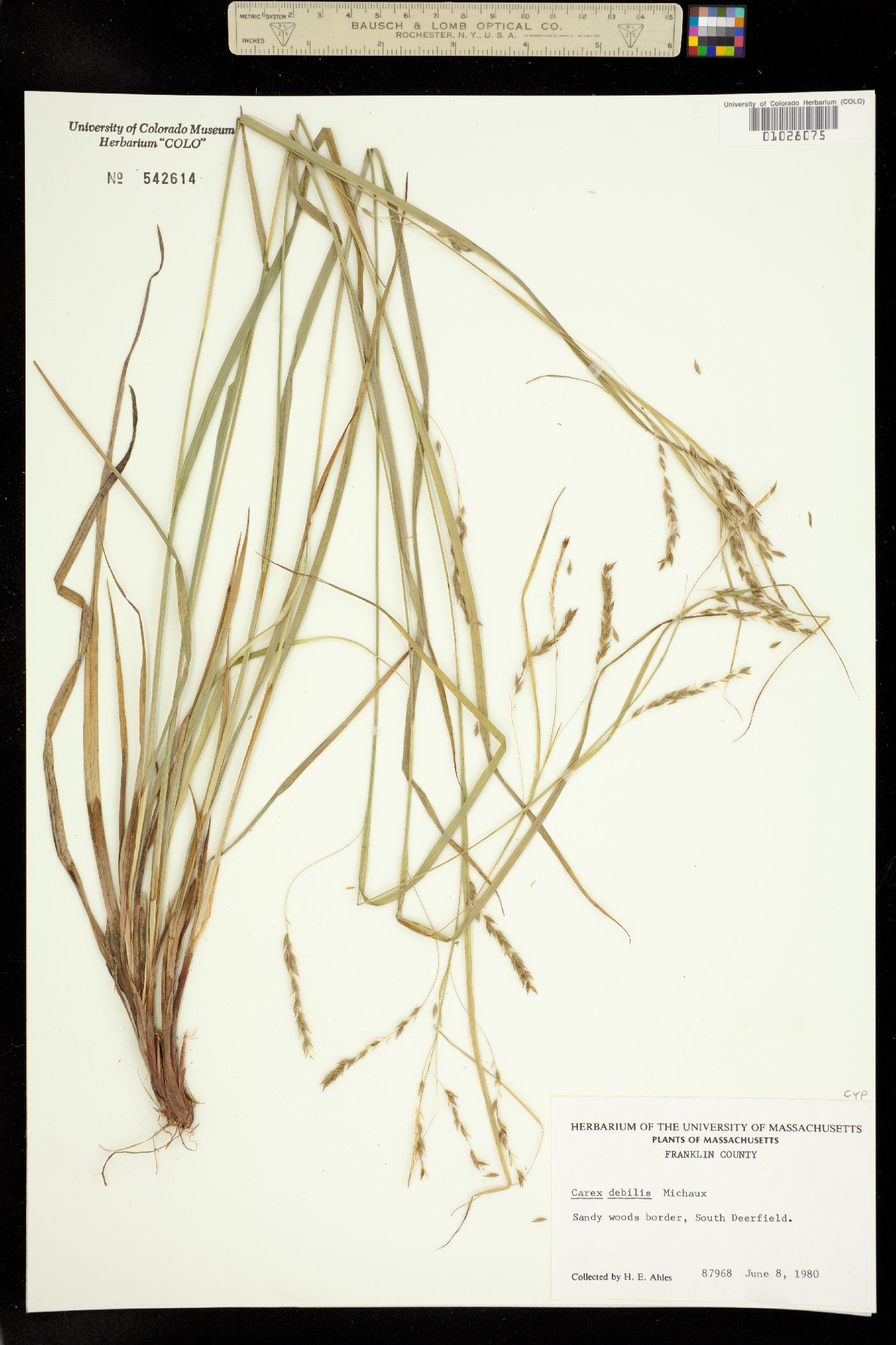 Carex debilis image