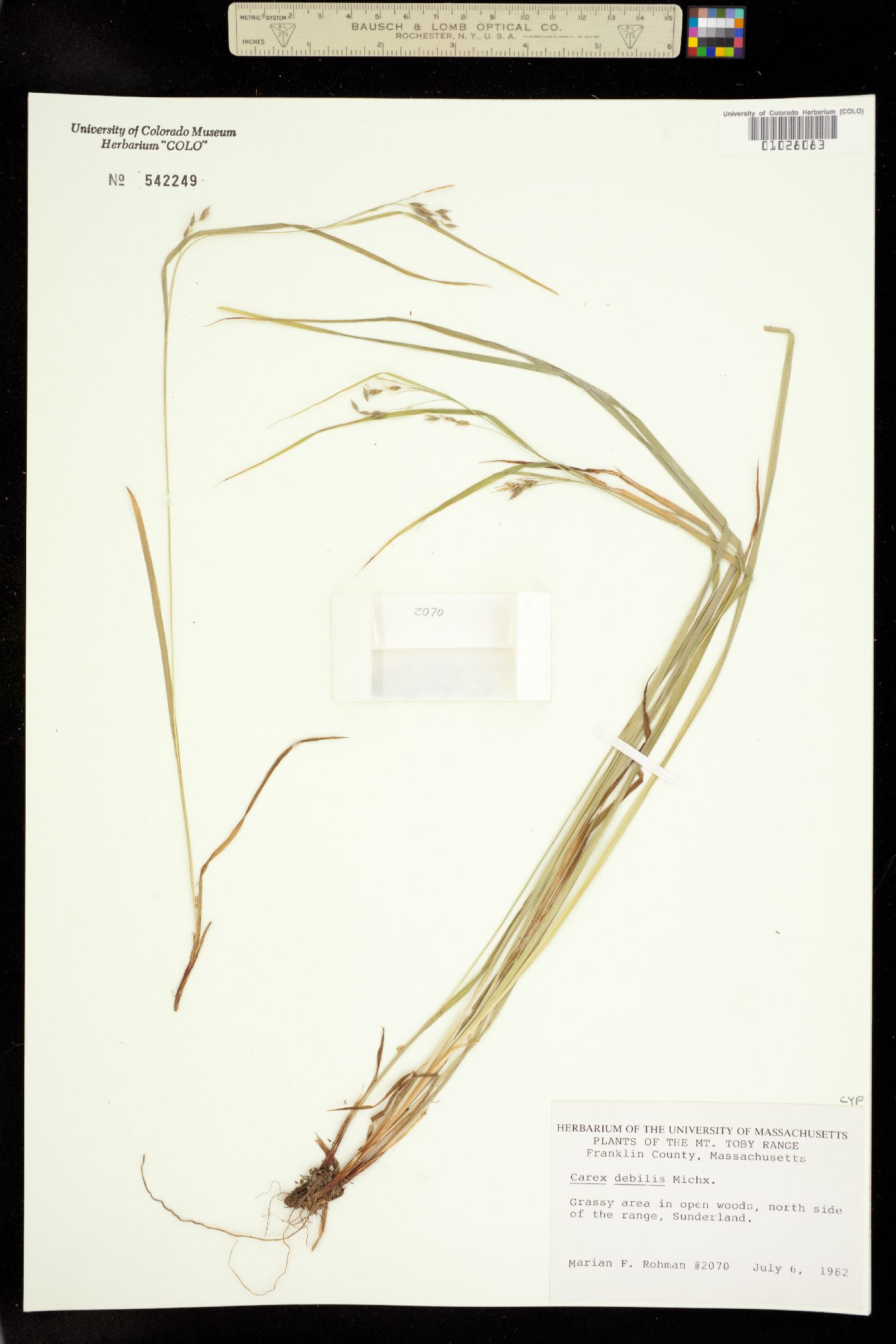 Carex debilis image