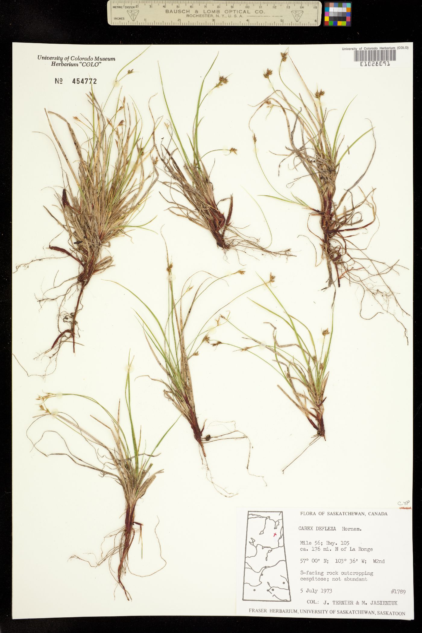 Carex deflexa image