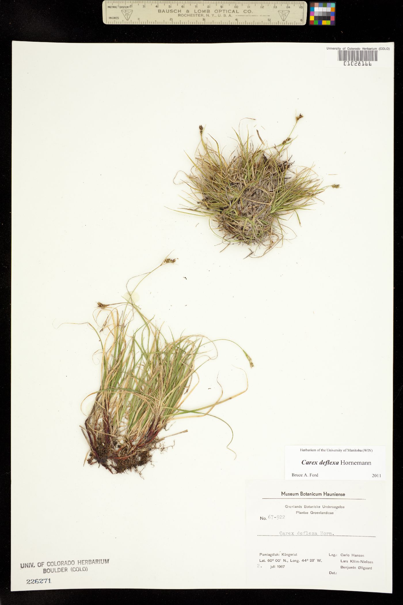 Carex deflexa image