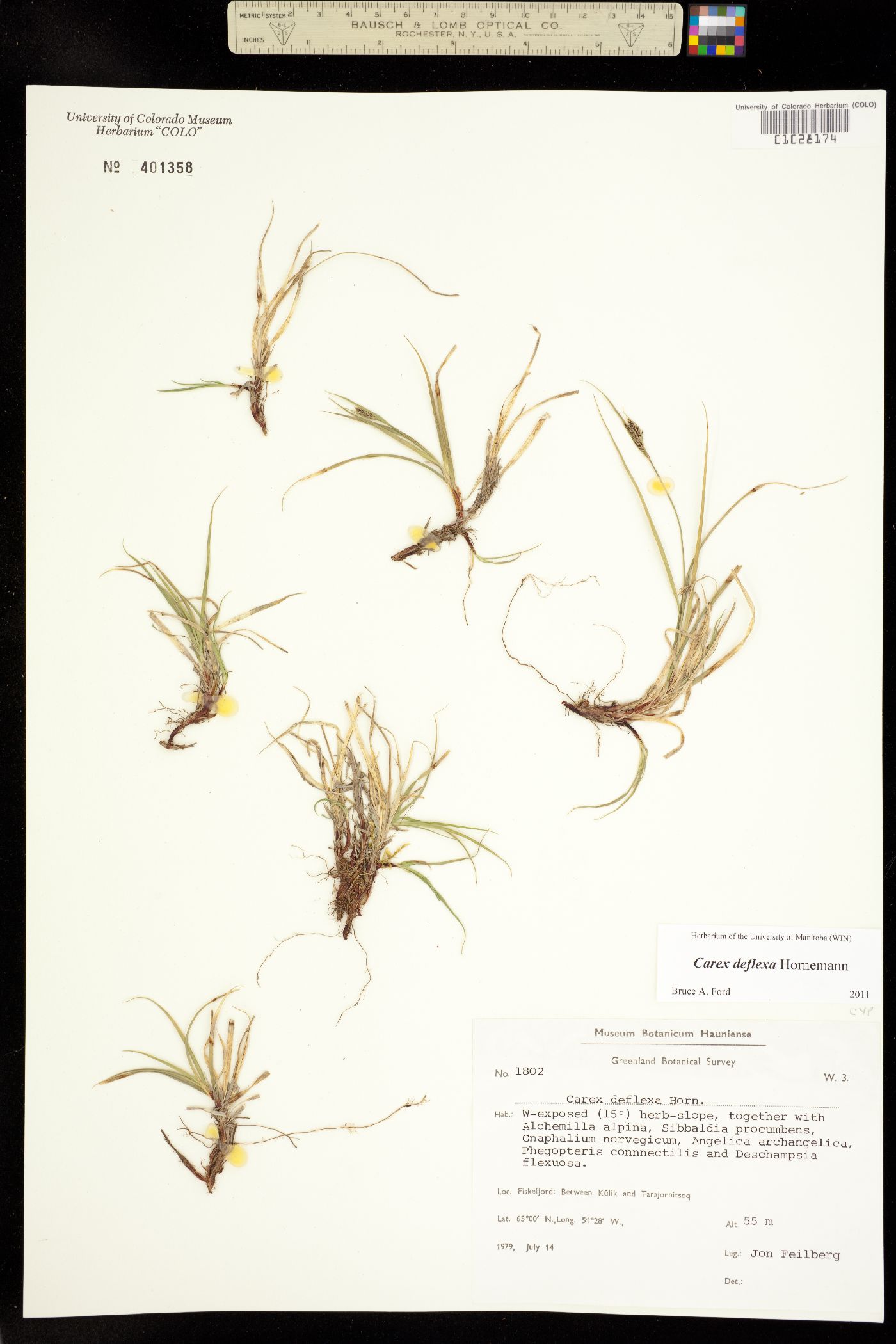 Carex deflexa image