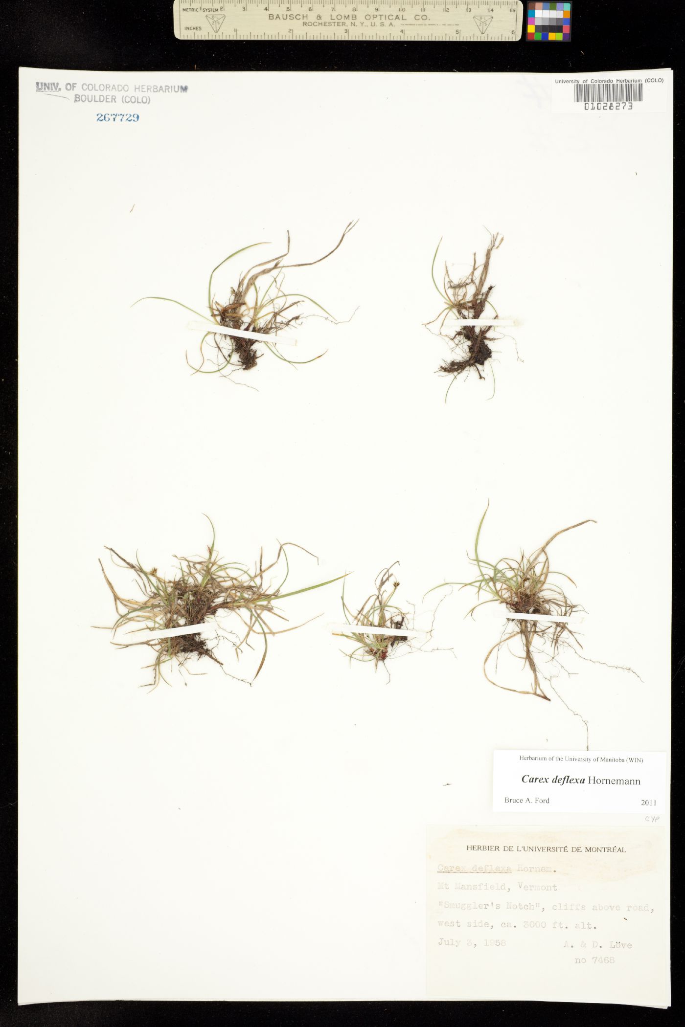 Carex deflexa image