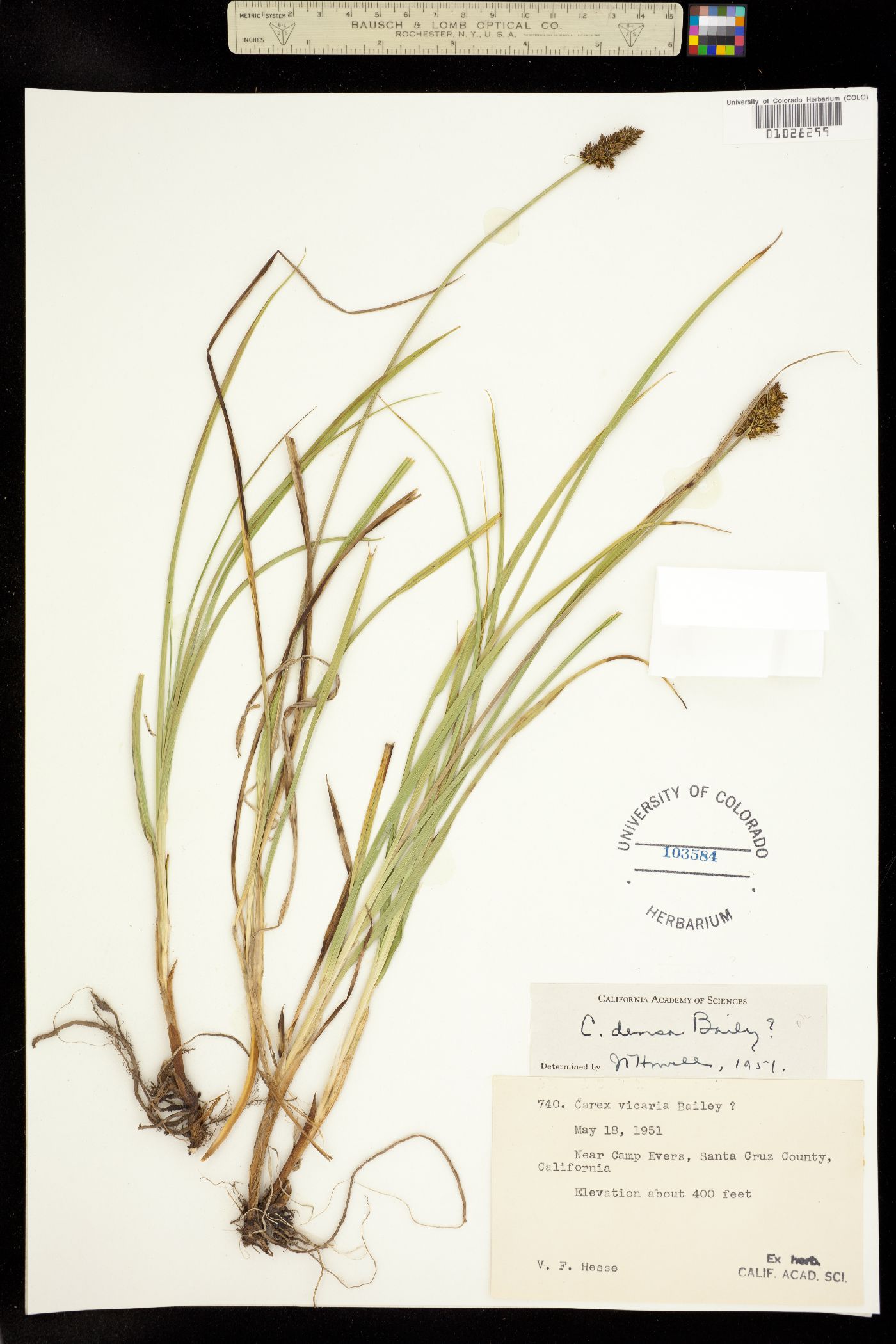 Carex densa image