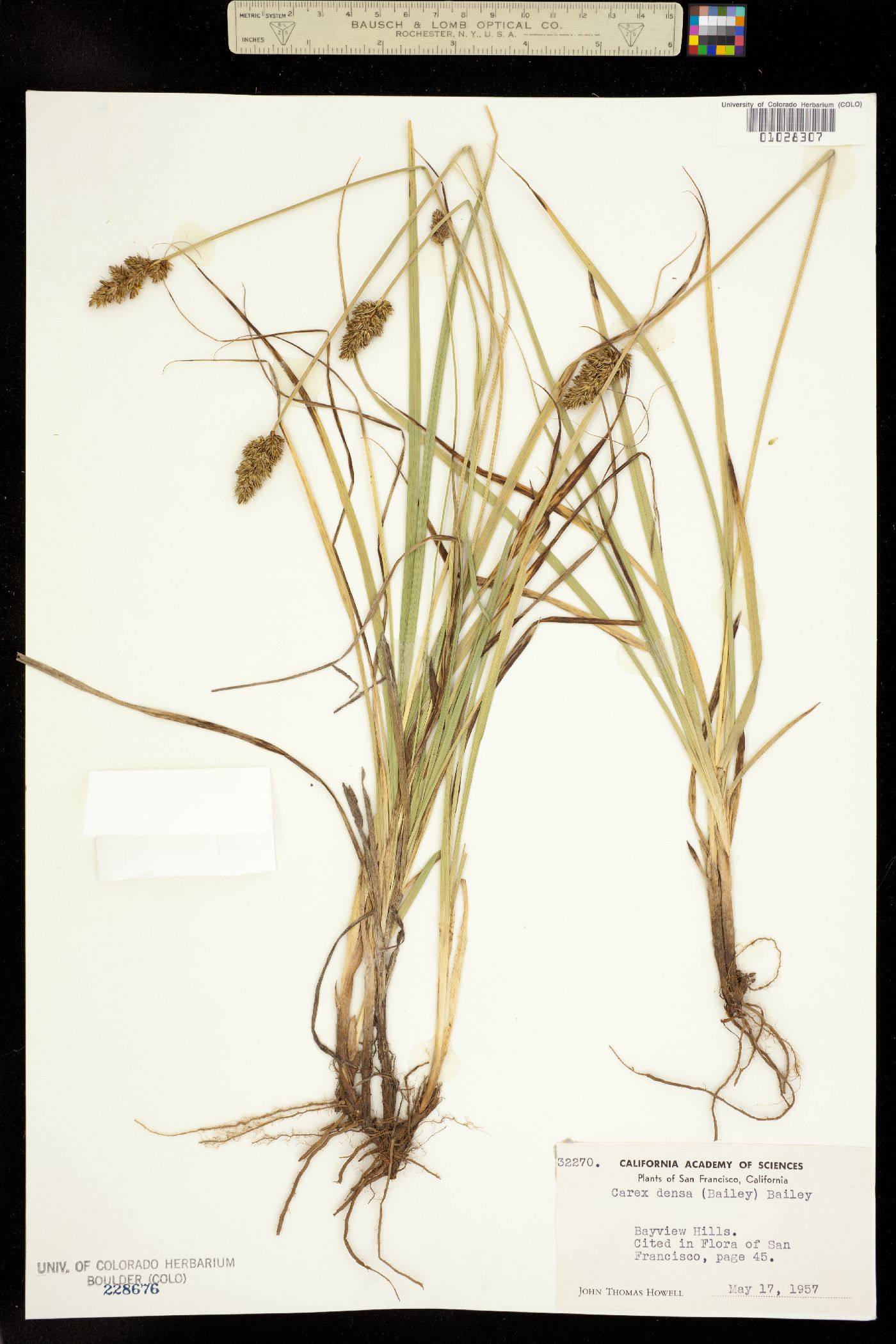 Carex densa image