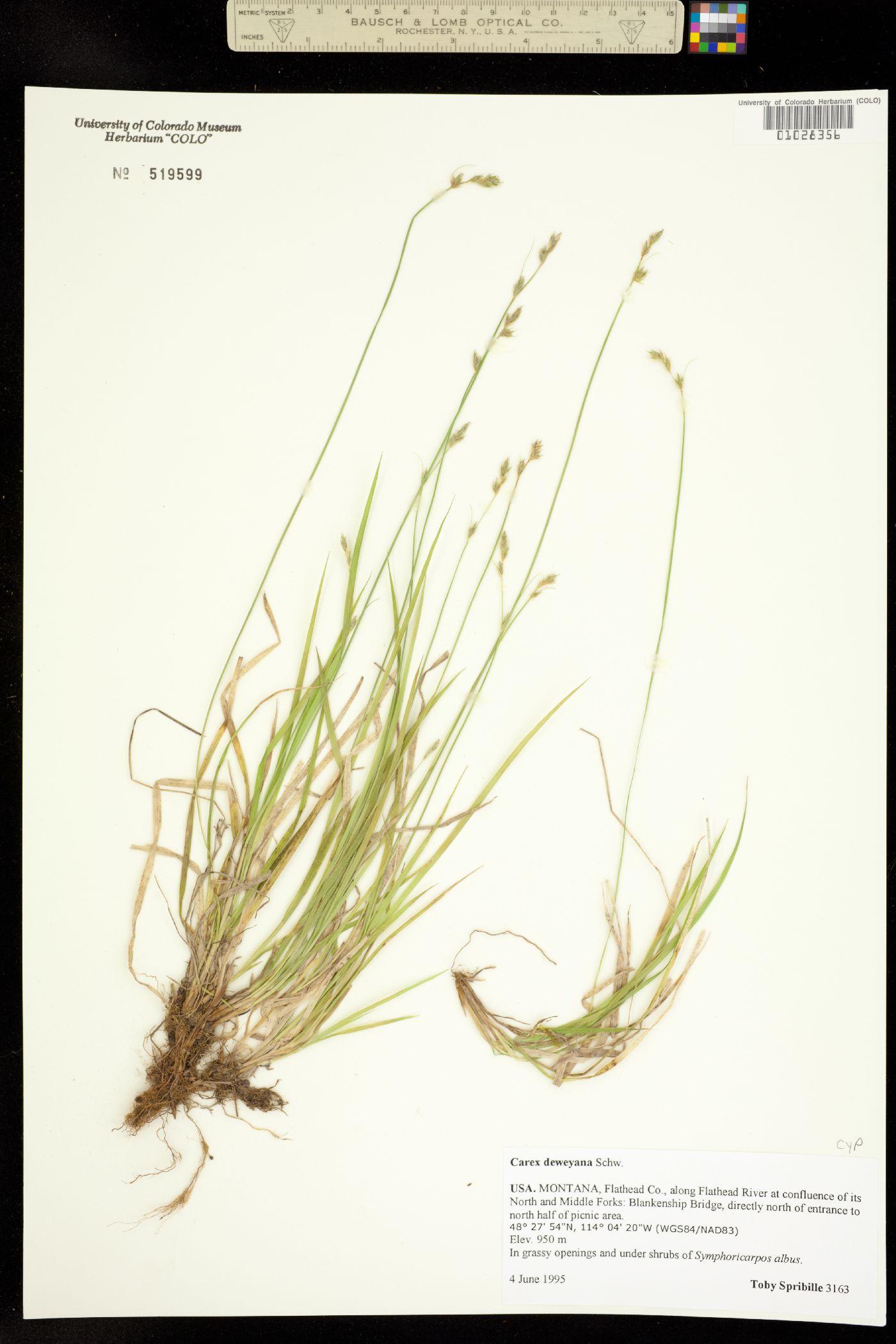 Carex deweyana image