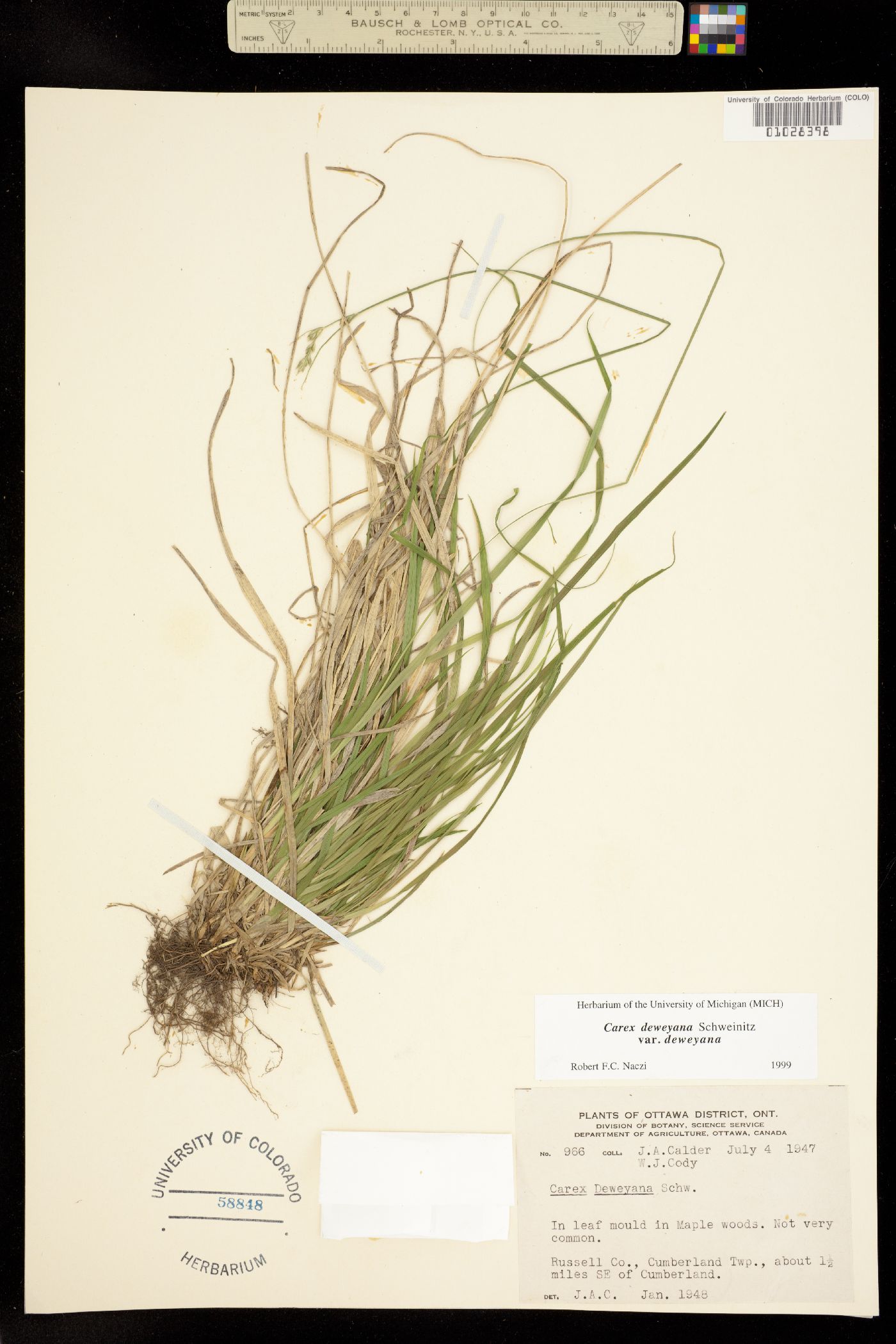 Carex deweyana image