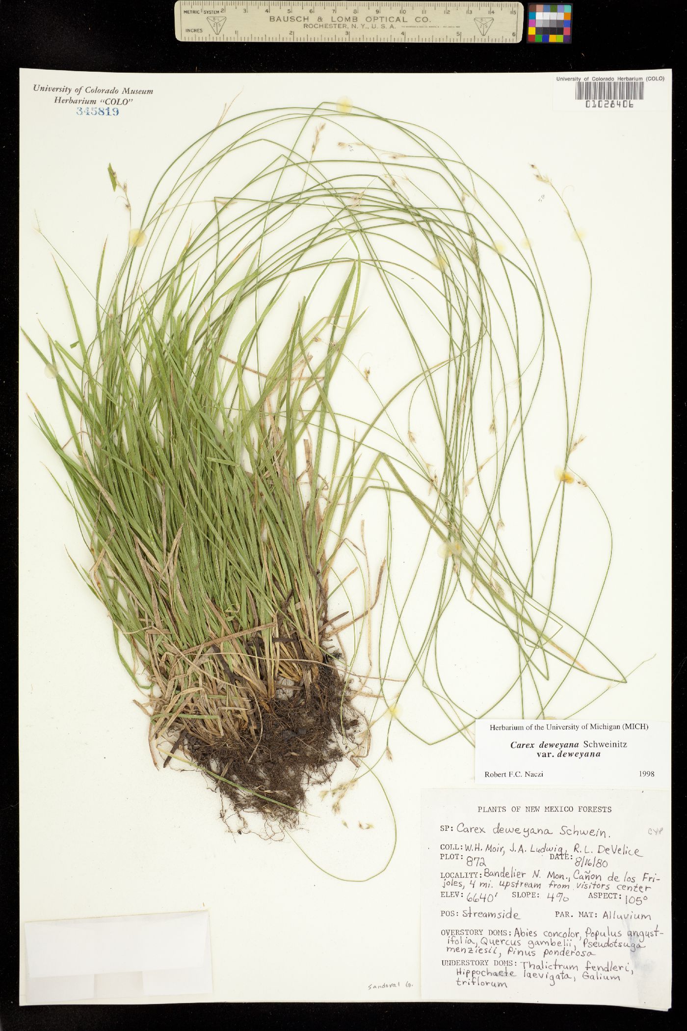 Carex deweyana image