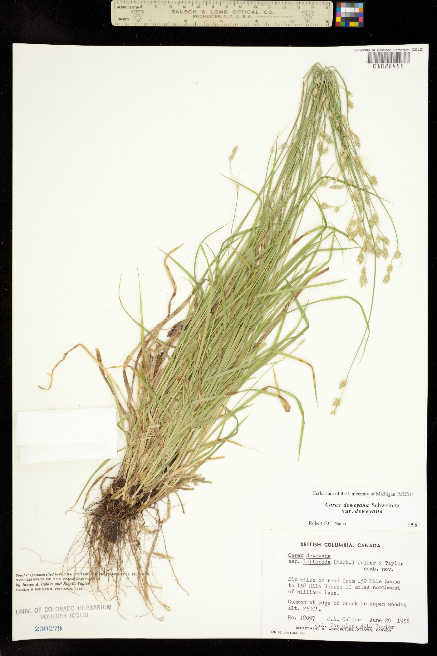 Carex deweyana image