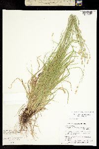 Carex deweyana image