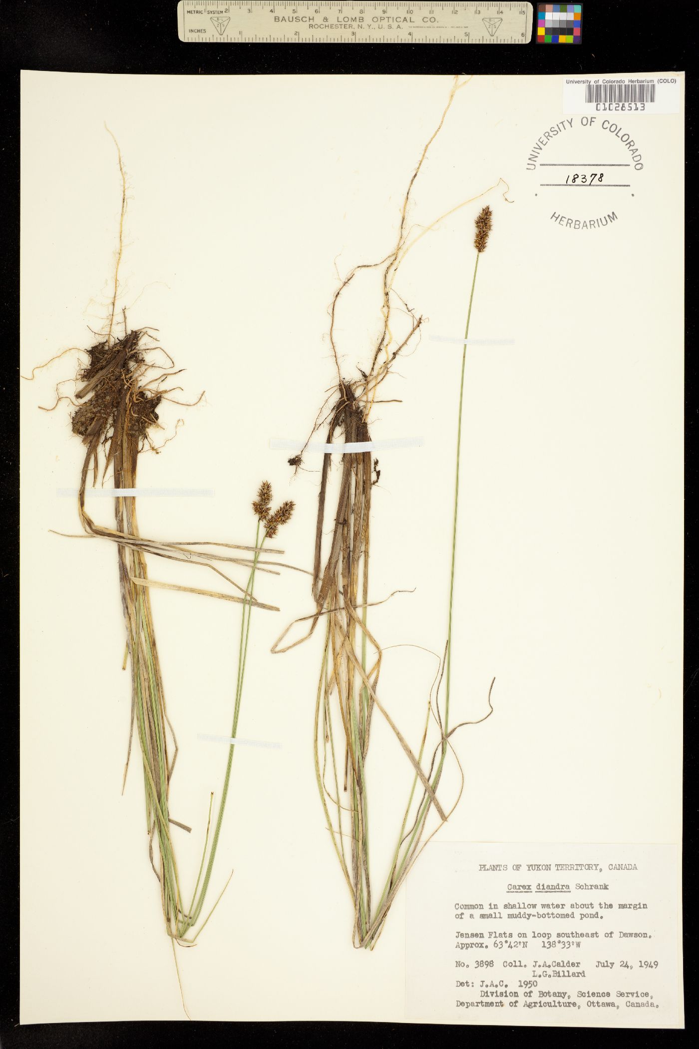 Carex diandra image